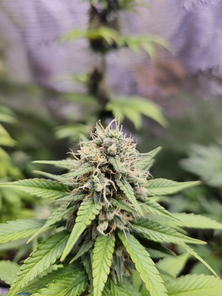 Pork Chop’s Flower Stack Attack™ | 1-4-15 NPK Bloom Booster Fertilizer & Plant Food