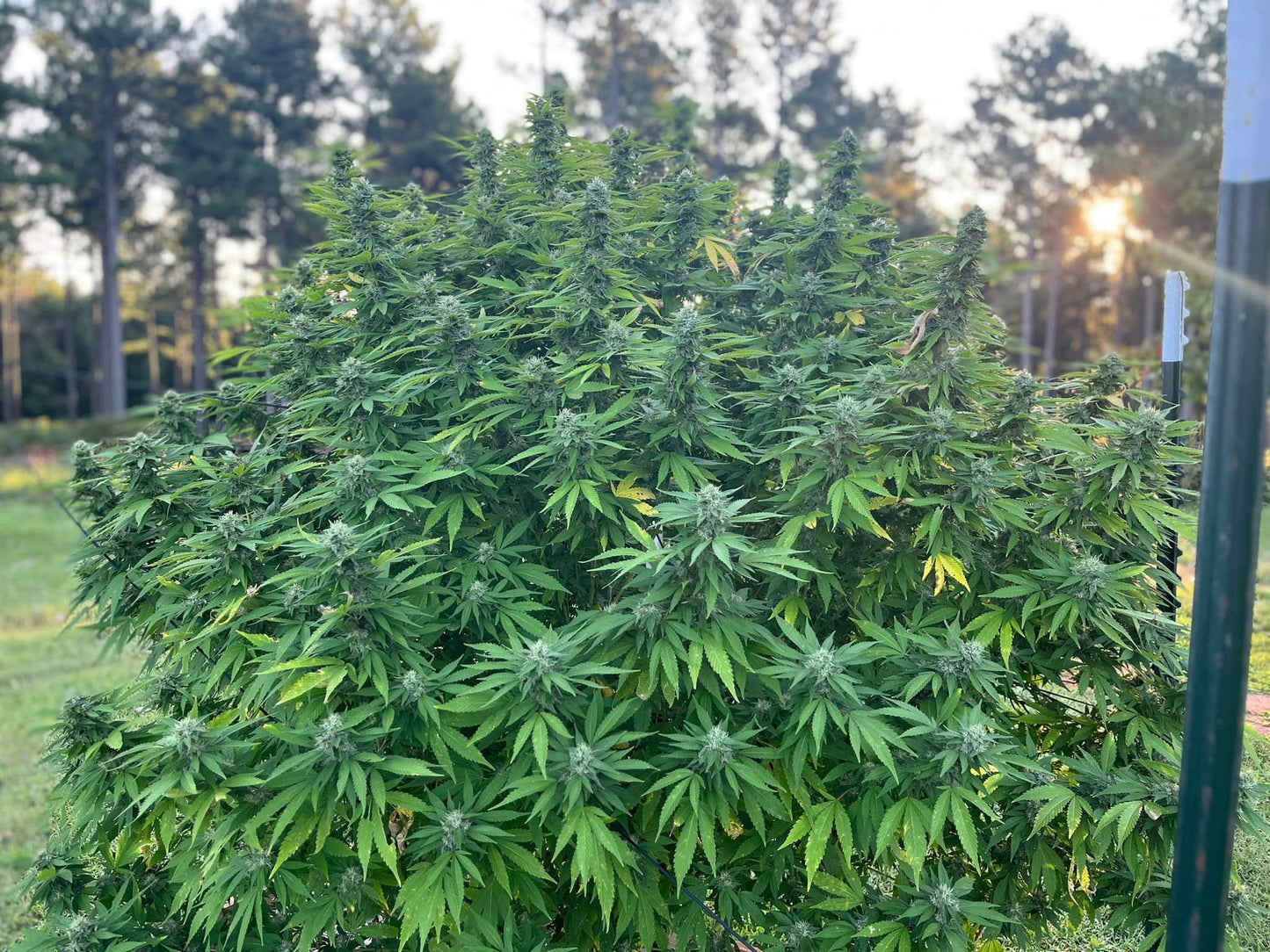 Pork Chop’s Flower Stack Attack™ | 1-4-15 NPK Bloom Booster Fertilizer & Plant Food