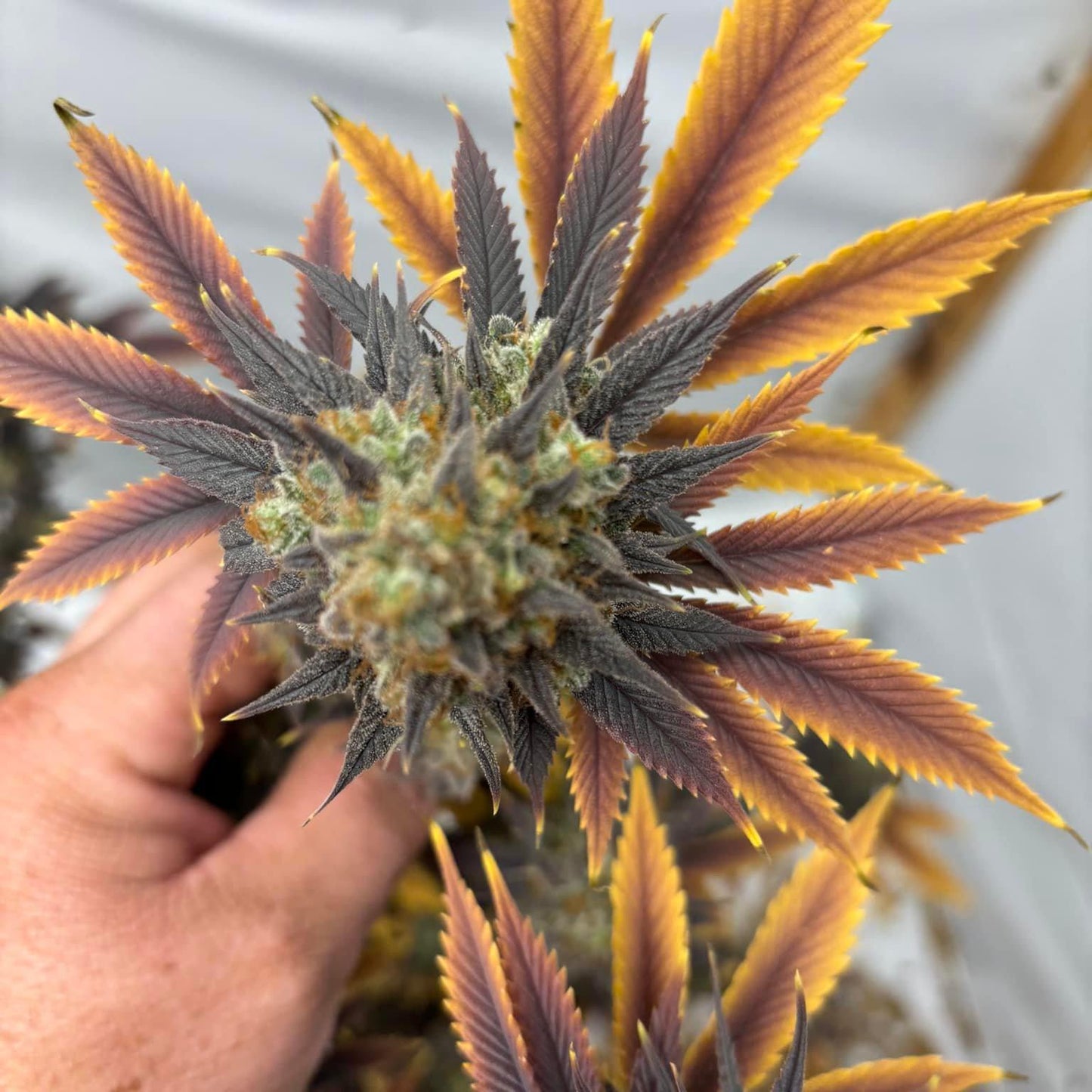Pork Chop’s Flower Stack Attack™ | 1-4-15 NPK Bloom Booster Fertilizer & Plant Food