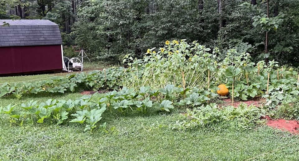 Pork Chop’s Flower Stack Attack™ | 1-4-15 NPK Bloom Booster Fertilizer & Plant Food