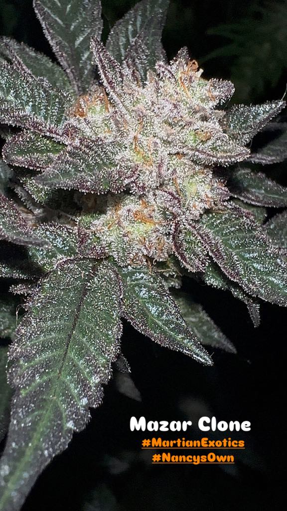 Pork Chop’s Flower Stack Attack™ | 1-4-15 NPK Bloom Booster Fertilizer & Plant Food