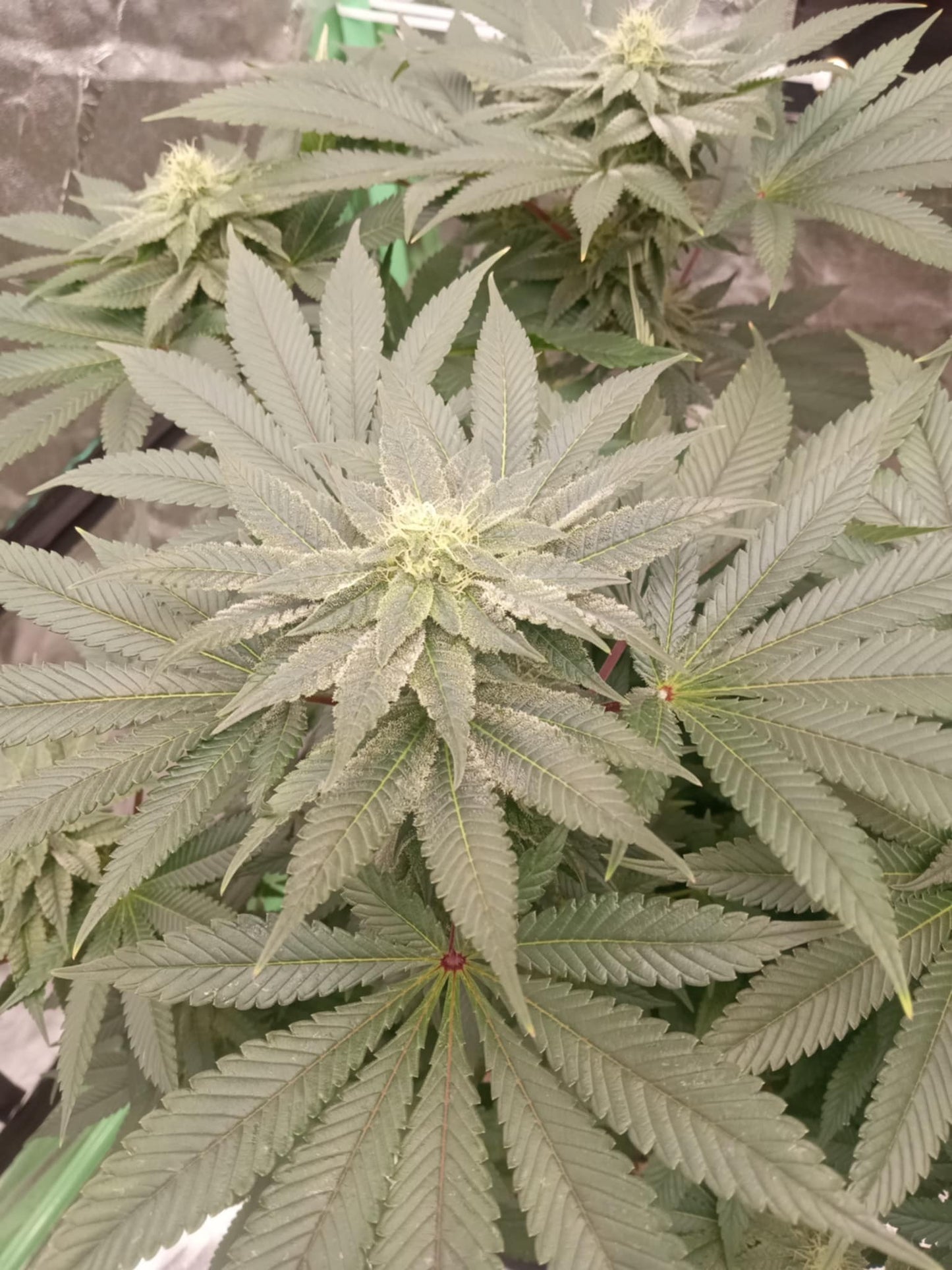 Pork Chop’s Flower Stack Attack™ | 1-4-15 NPK Bloom Booster Fertilizer & Plant Food