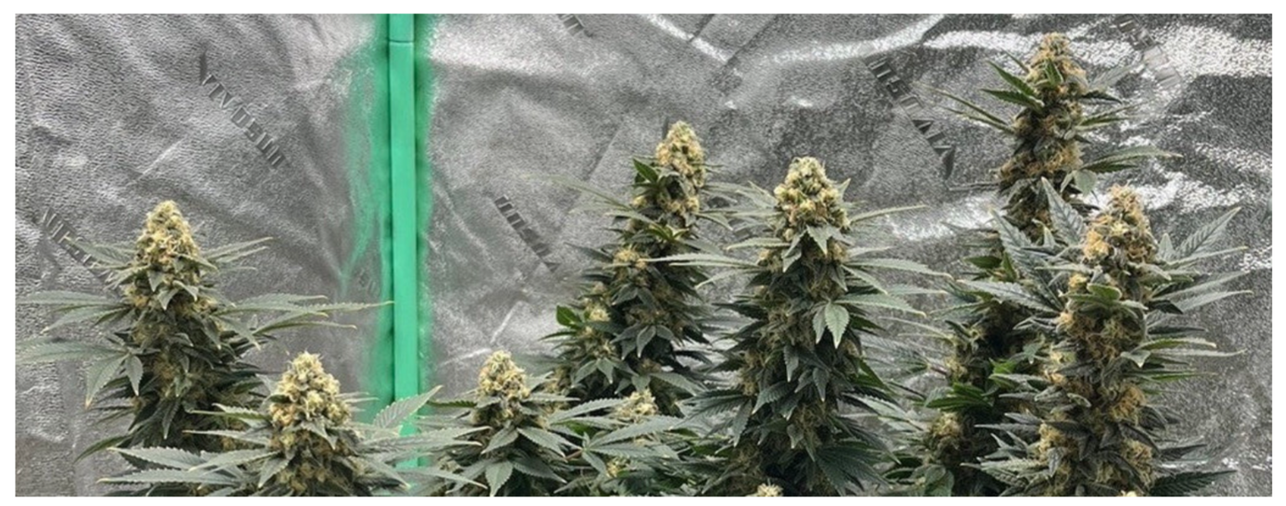 Pork Chop’s Flower Stack Attack™ | 1-4-15 NPK Bloom Booster Fertilizer & Plant Food