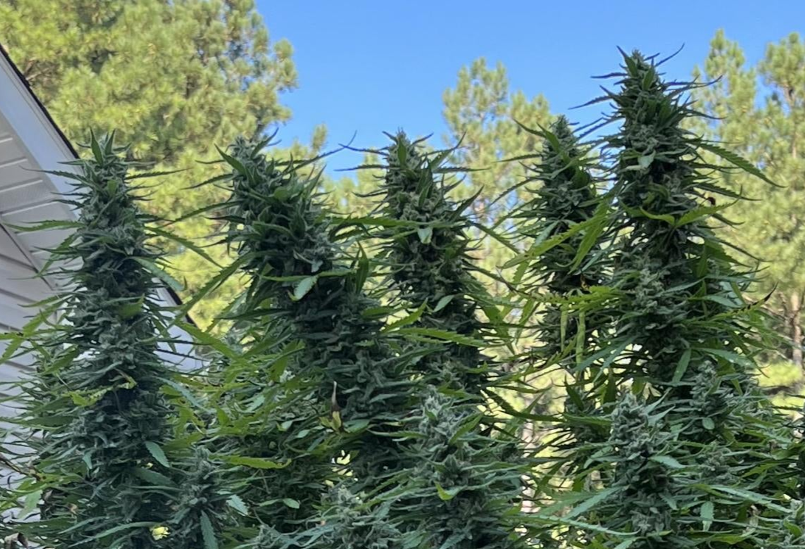 Pork Chop’s Flower Stack Attack™ | 1-4-15 NPK Bloom Booster Fertilizer & Plant Food